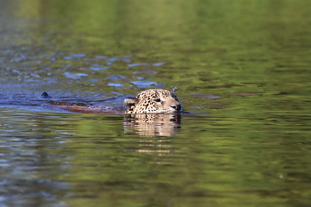 Jaguar im Nordpantanal
