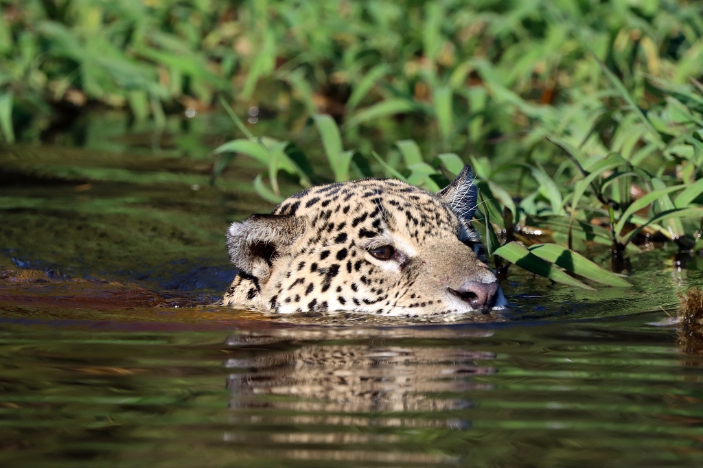 Jaguar im Nordpantanal
