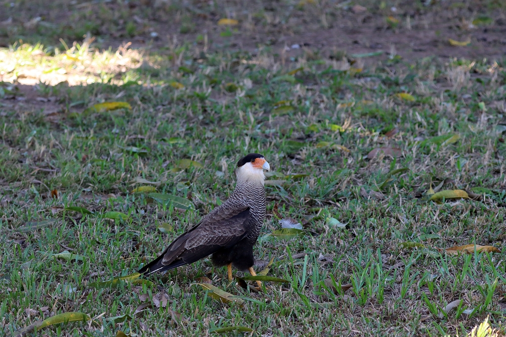 Schopfkarakara (Crested&nbsp;caracara, Caracara plancus)