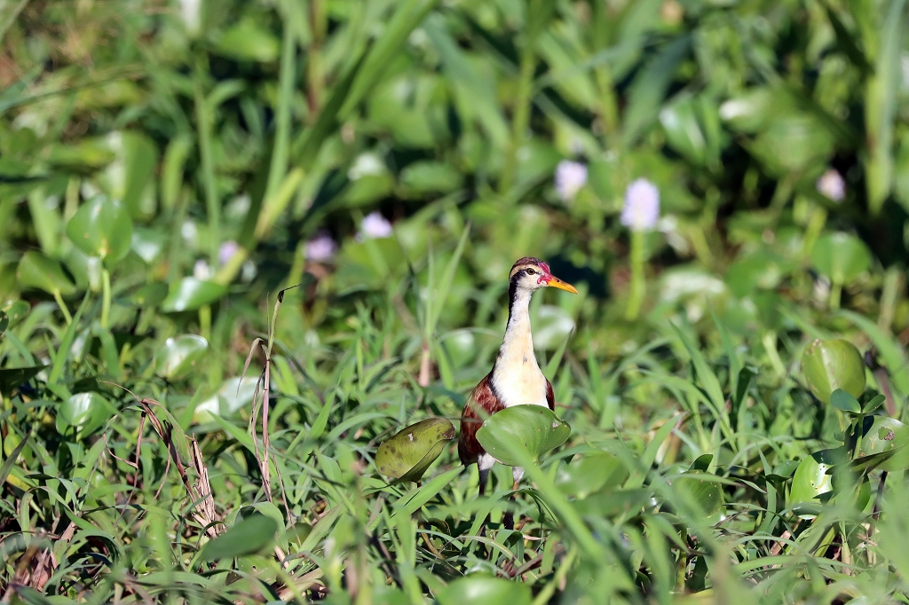 Rotstirn-Blatthühnchen (Wattled jacana, Jacana jacana)