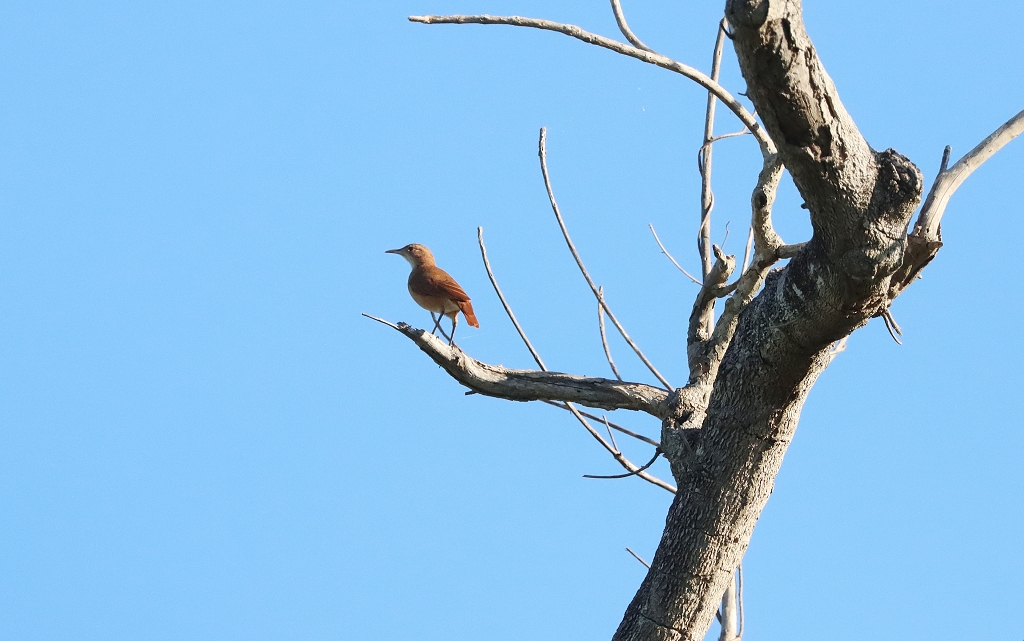 Rosttöpfer (Rufous hornero, Furnarius rufus)