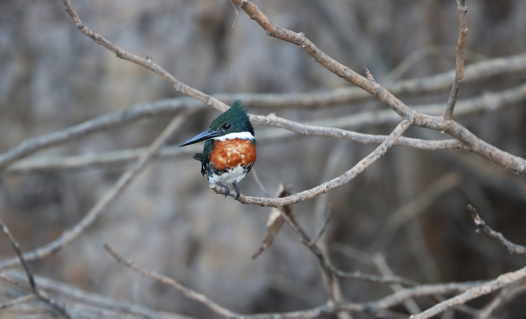 Grünfischer (Green kingfisher, Chloroceryle americana)
