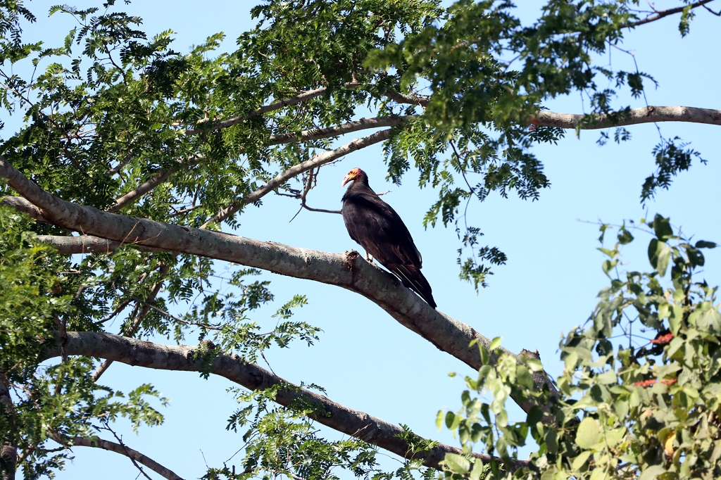 Savannen-Gelbkopfgeier (Lesser yellow-headed vulture, Cathartes burrovianus)