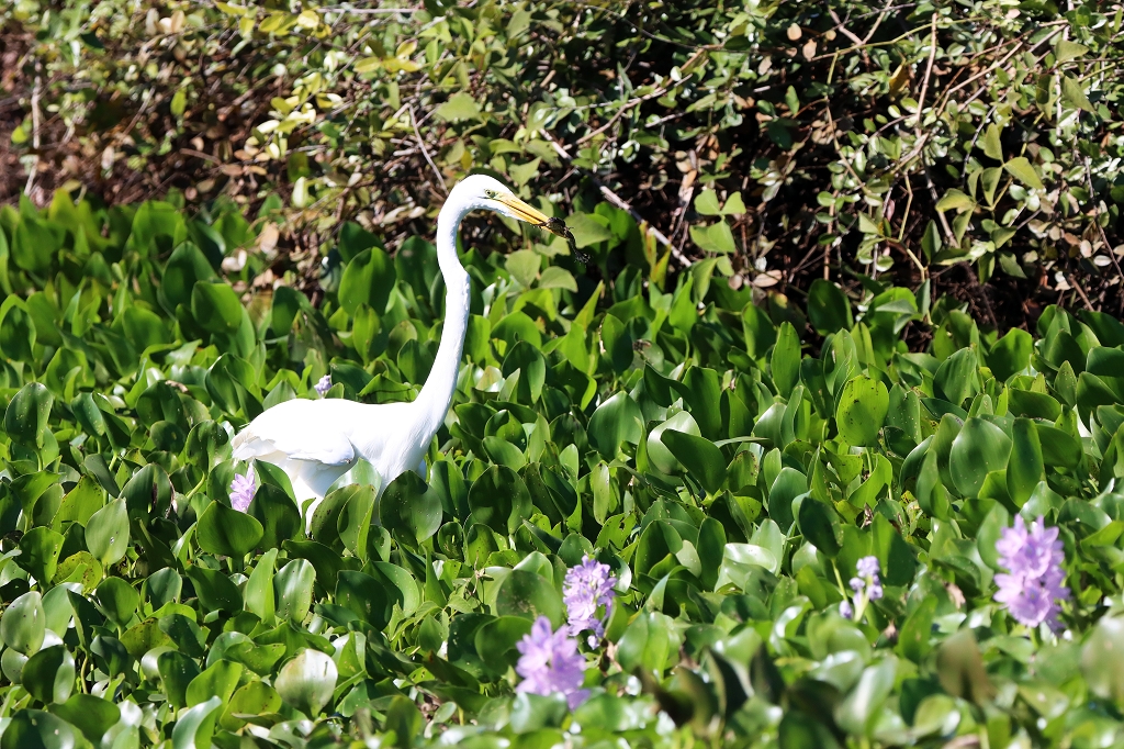 Silberreiher (Great egret, Ardea alba)