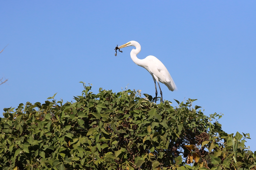 Silberreiher (Great egret, Ardea alba) mit Frosch im Schnabel