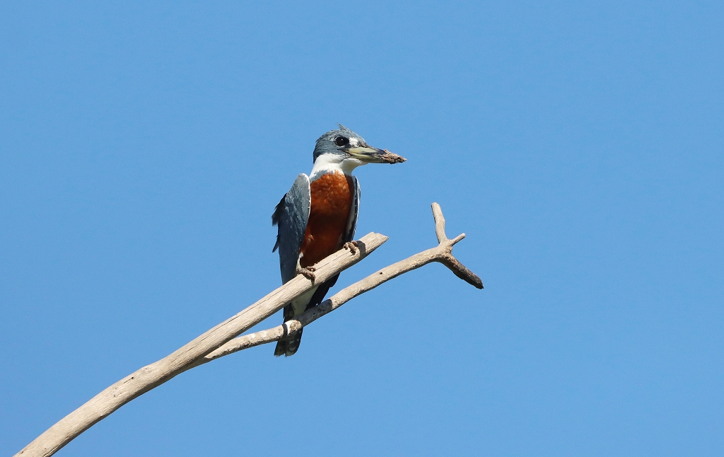 Rotbrustfischer (Ringed kingfisher, Megaceryle torquata)