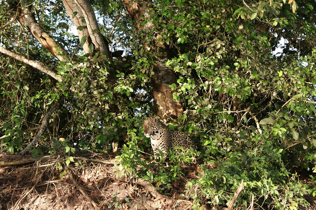 Guten Morgen Jaguar