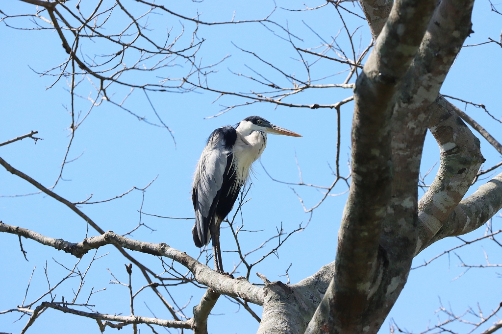 Cocoireiher (Cocoi heron, Ardea cocoi)