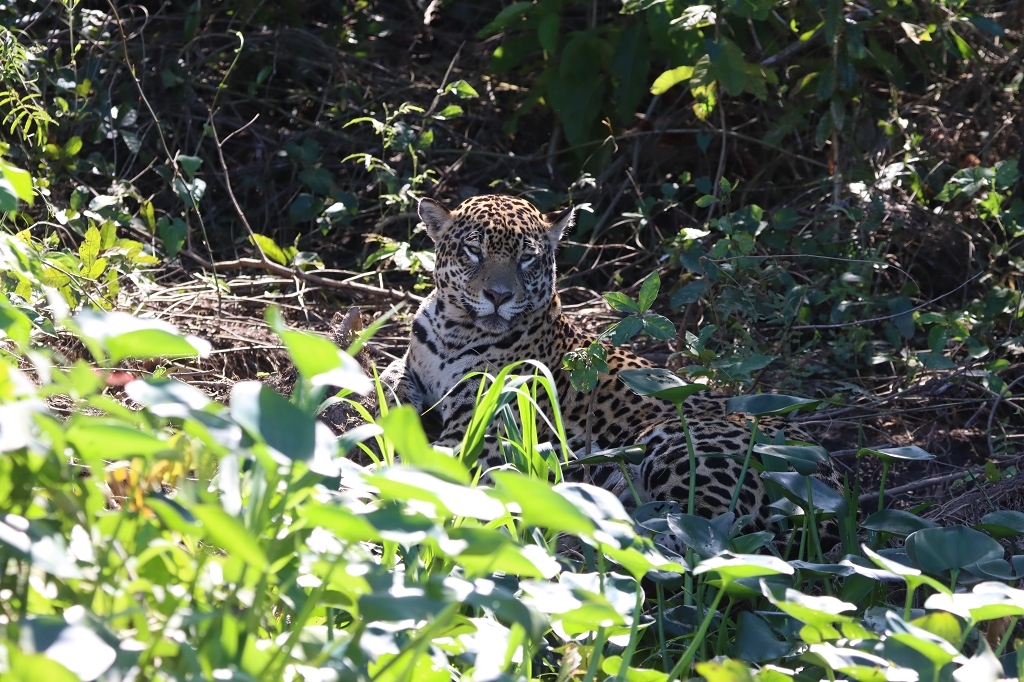 Der 4. Jaguar