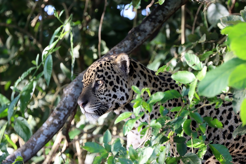 Jaguar im Nord-Pantanal