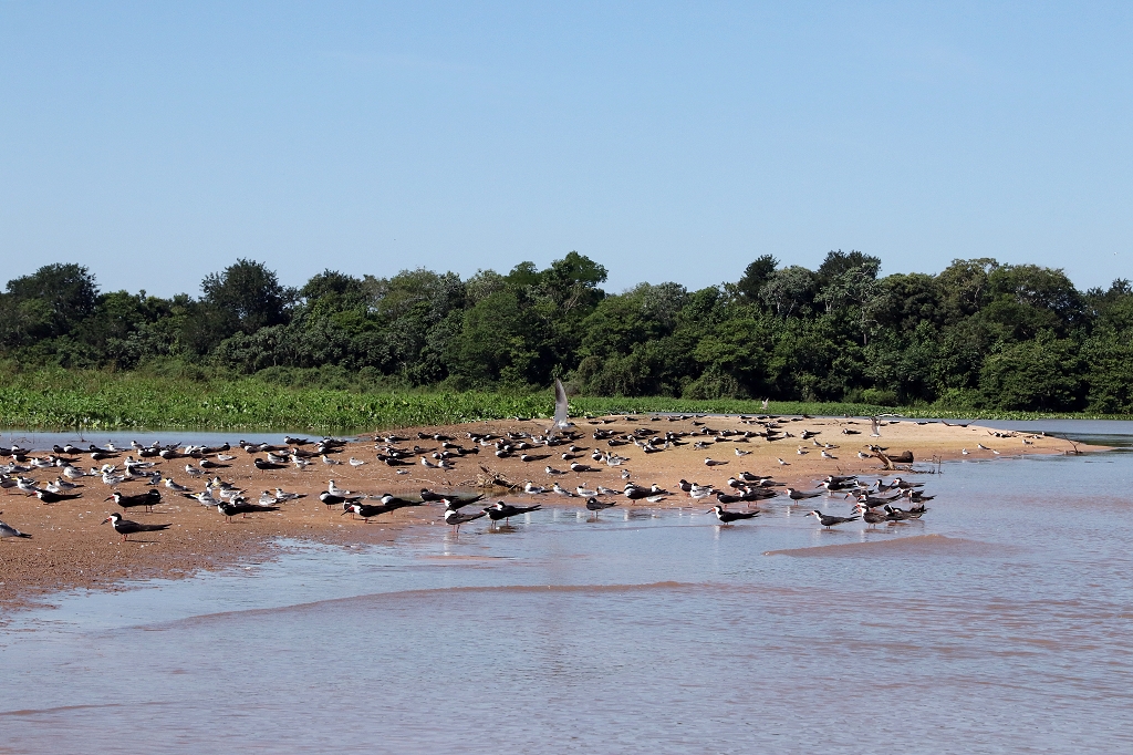 Sandbank mit Vögeln im Pantanal