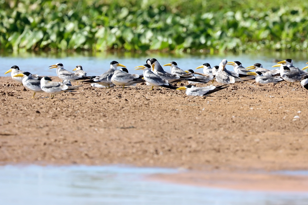 Großschnabel-Seeschwalben (Large-billed tern, Phaetusa simplex)