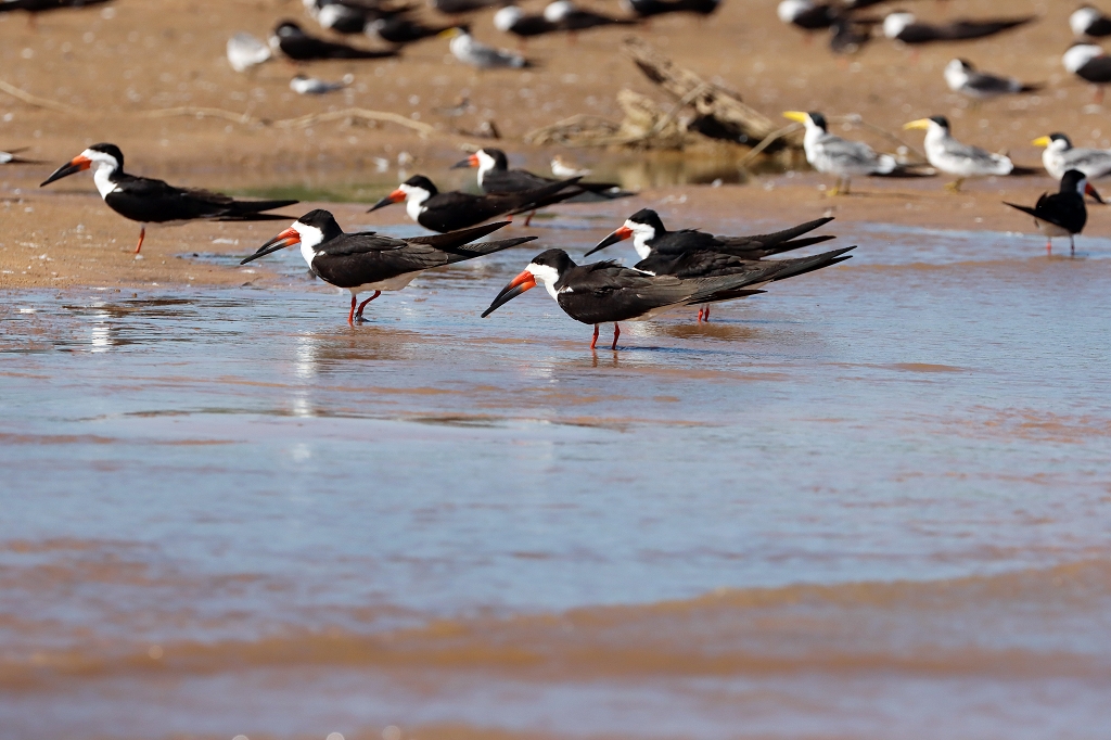 Amerikascherenschnabel (Black skimmer, Rynchops niger)