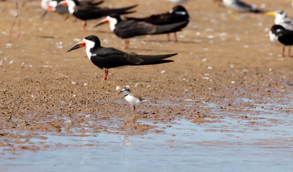 Schlankschnabel-Regenpfeifer (collared plover, Anarhynchus collaris) und Amerikascherenschnabel (Black skimmer, Rynchops niger)