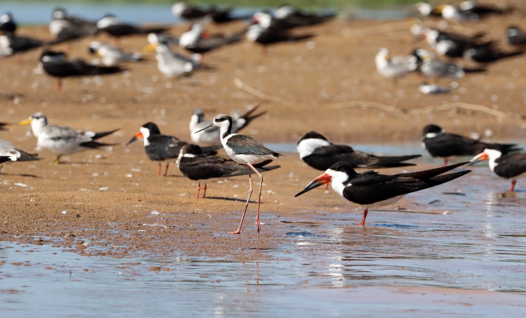 Schwarznachken-Stelzeläufer (Black-necked Stilt, Himantopus mexicanus)