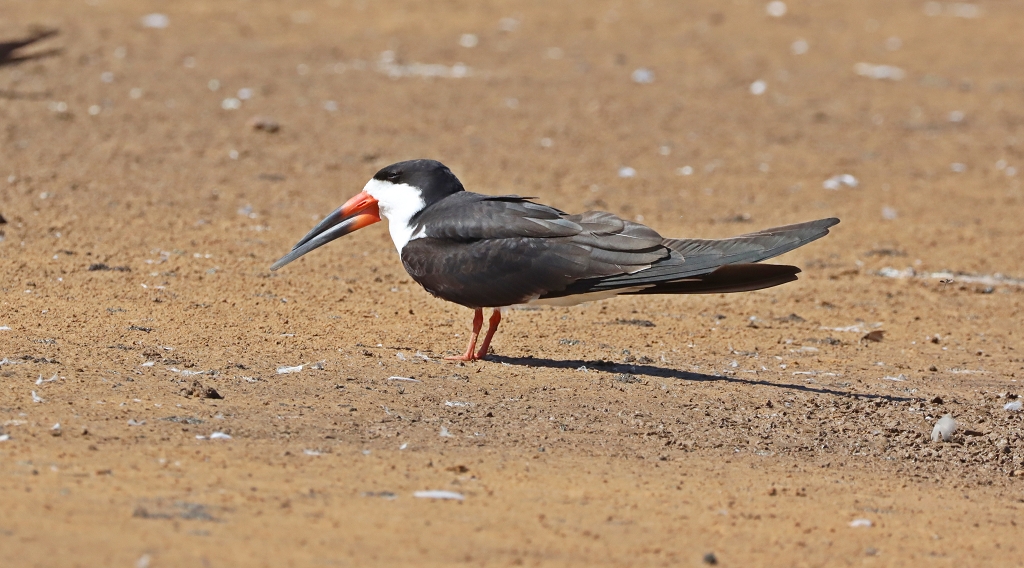 Amerikascherenschnabel (Black skimmer, Rynchops niger)