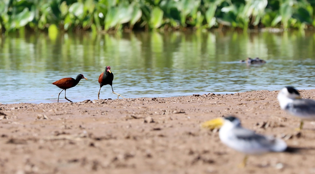 Rotstirn-Blatthühnchen (Wattled jacana, Jacana jacana)