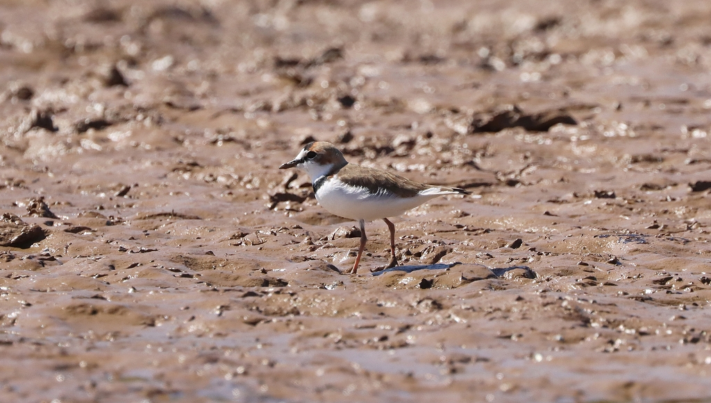 Schlankschnabel-Regenpfeifer (collared plover, Anarhynchus collaris)