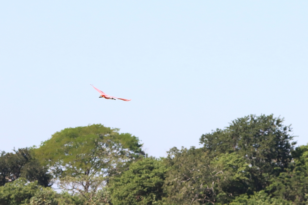Rosalöffler (Roseate spoonbill, Platalea ajaja)