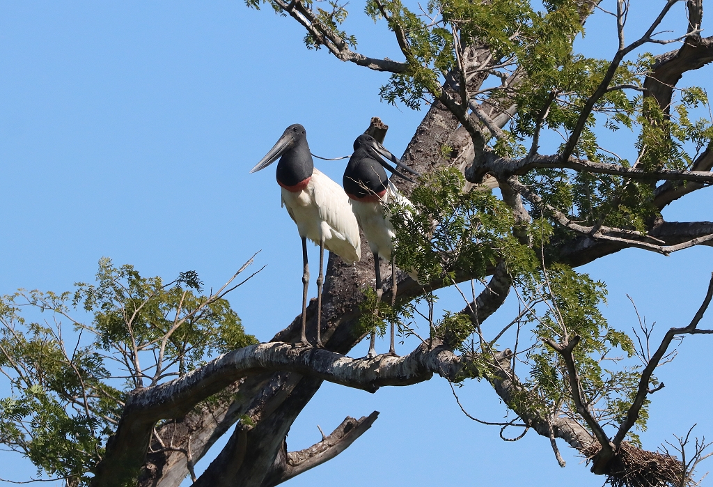Jabiru-Pärchen (Jabiru, Jabiru mycteria)