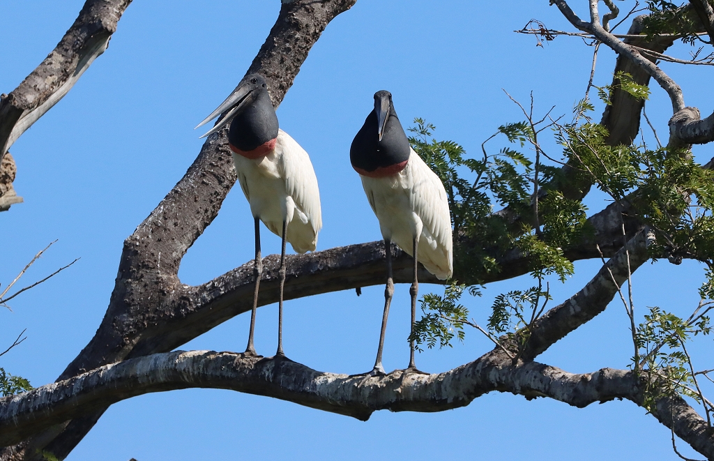 Jabiru-Pärchen (Jabiru, Jabiru mycteria)