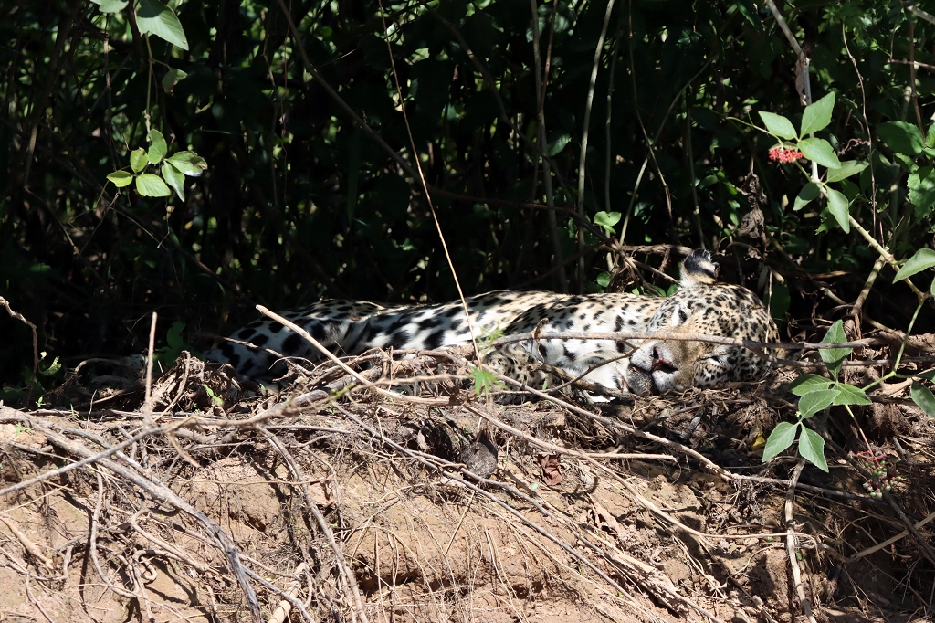 Ein weiterer Jaguar