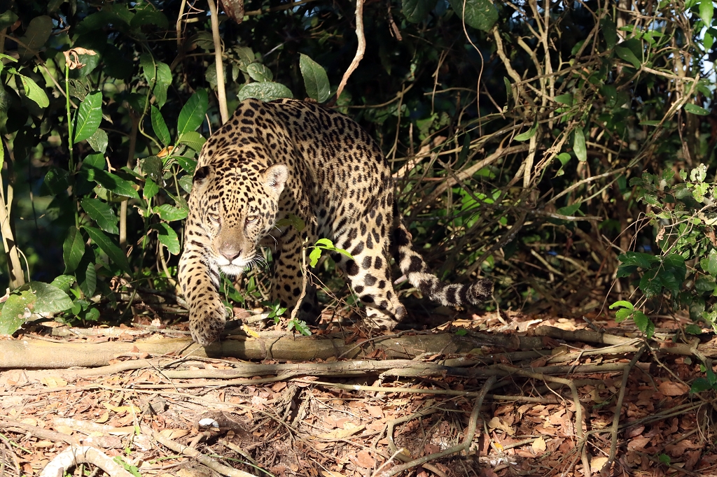 Jaguar im Nord-Pantanal