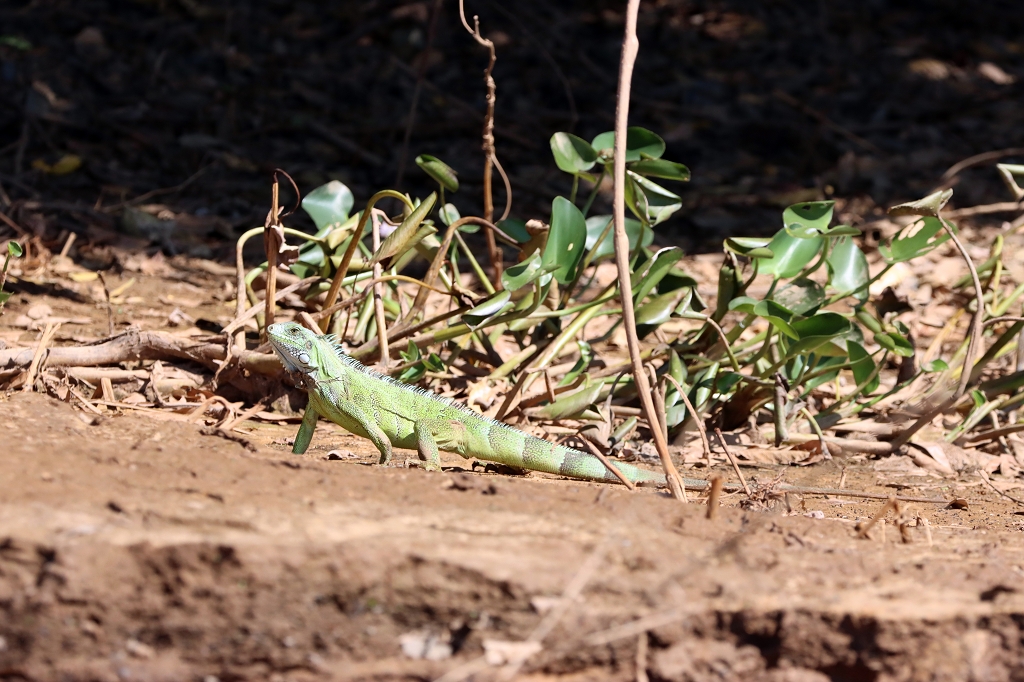 Grüner Leguan