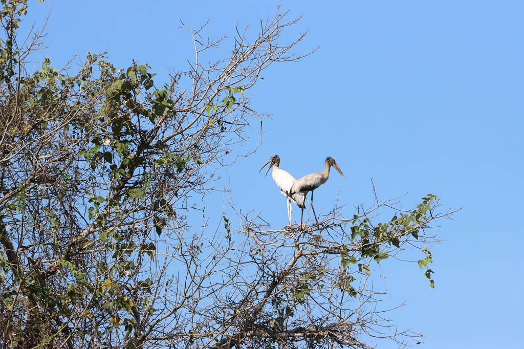 Waldstorch (Wood storch, Mycteria americana)