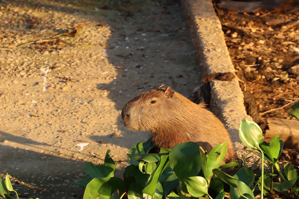 Capybara