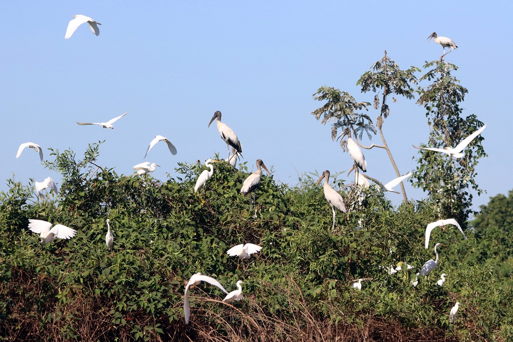 Waldstörche (Wood storch, Mycteria americana), Silberreiher (Great egret, Ardea alba) und Schmuckreiher (Snowy egret, Egretta thula)