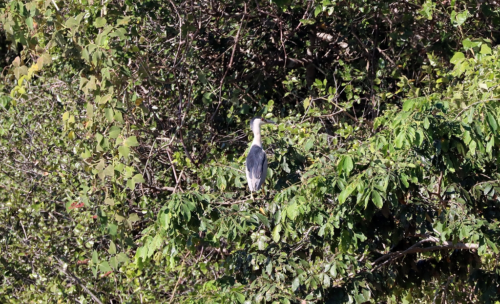 Nachtreiher (Black-crowned night heron, Nycticorax nycticorax)