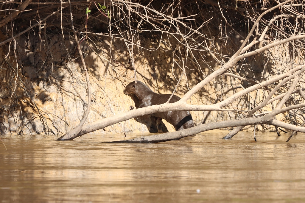 Riesenotter im Pantanal