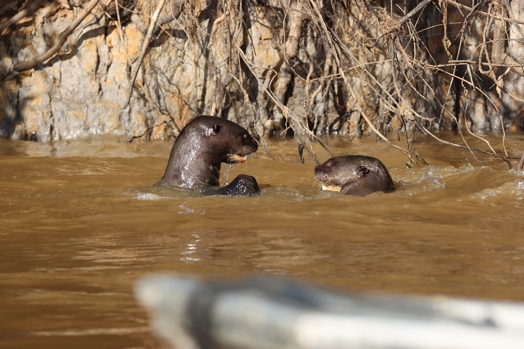 Riesenotter im Pantanal