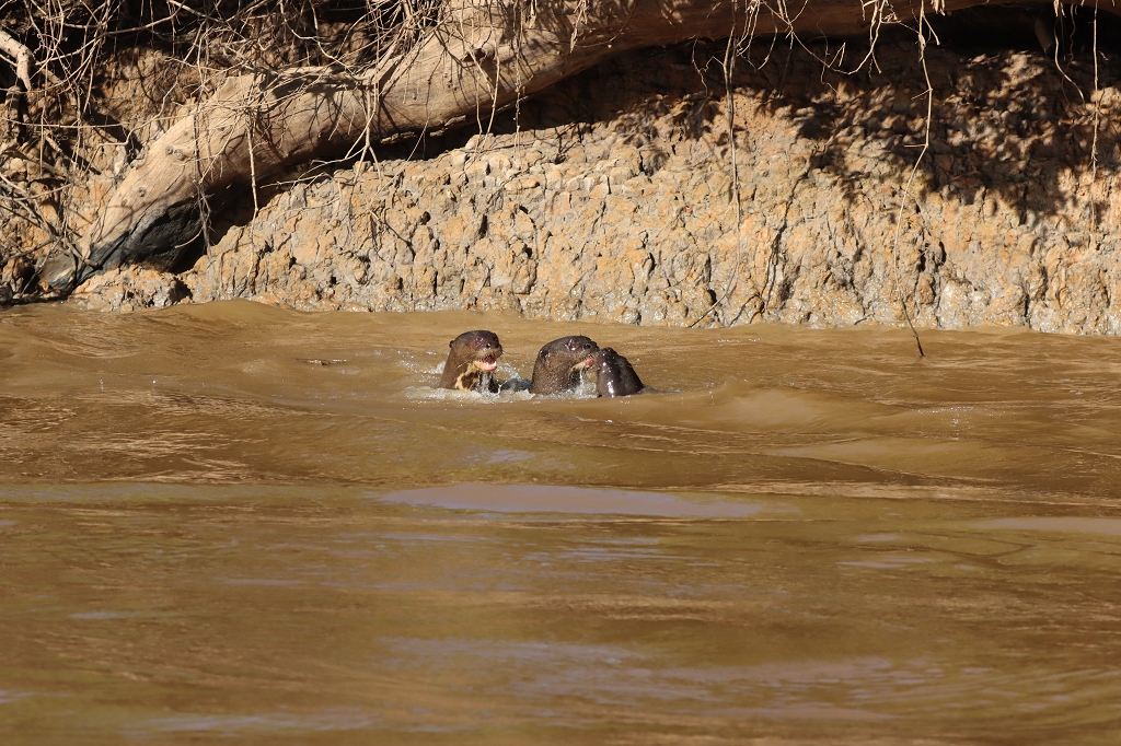 Riesenotter im Pantanal