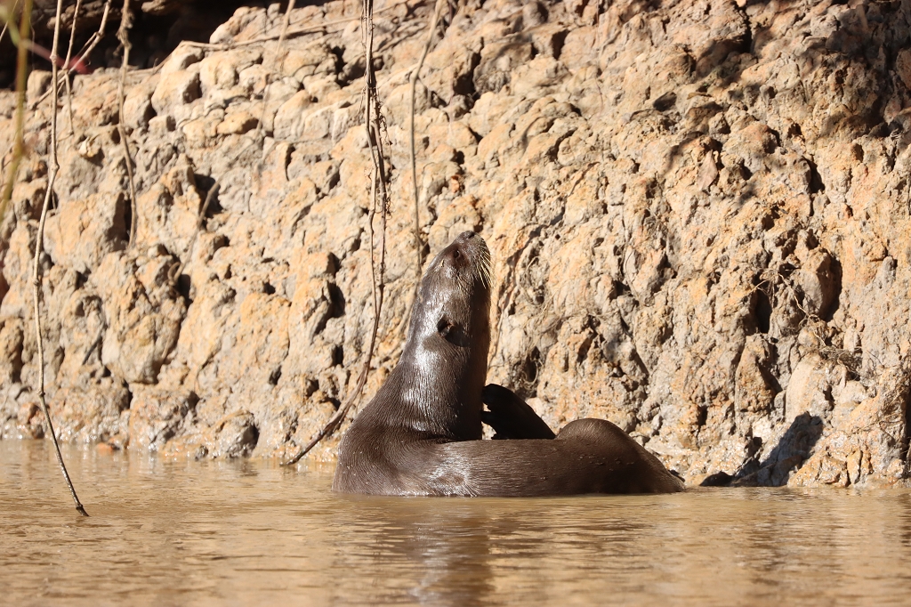 Riesenotter im Pantanal
