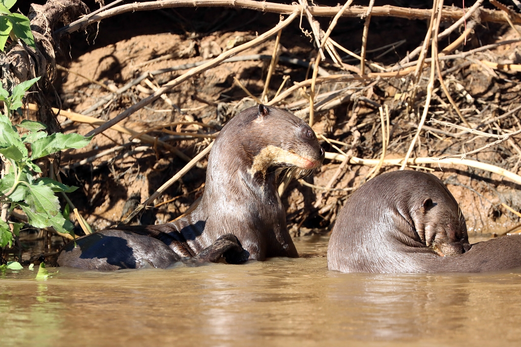 Riesenotter im Pantanal