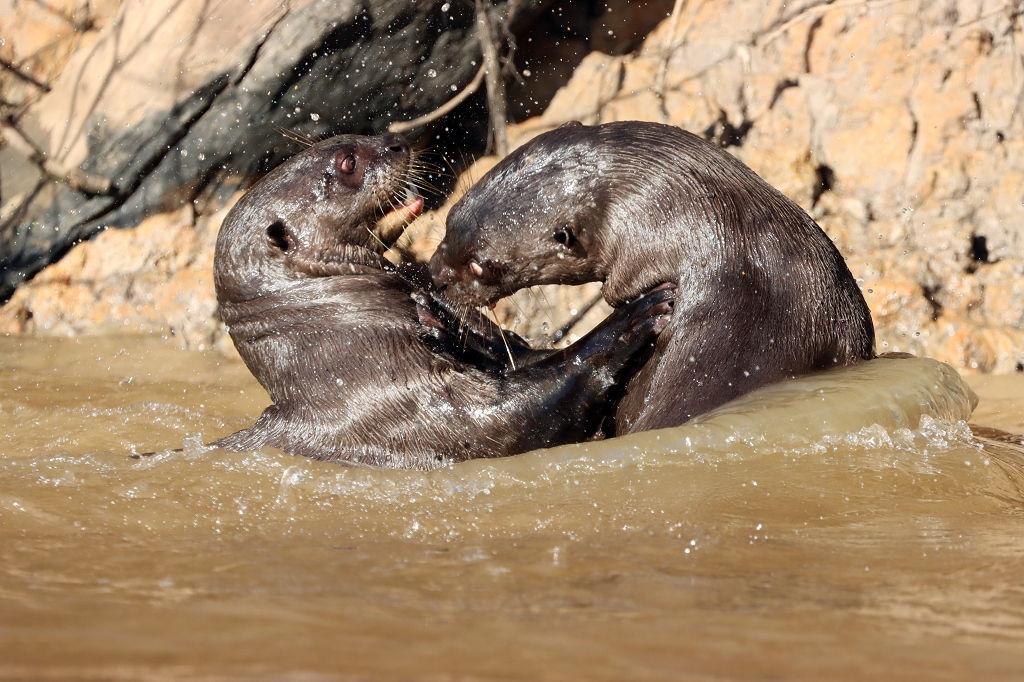 Riesenotter im Pantanal