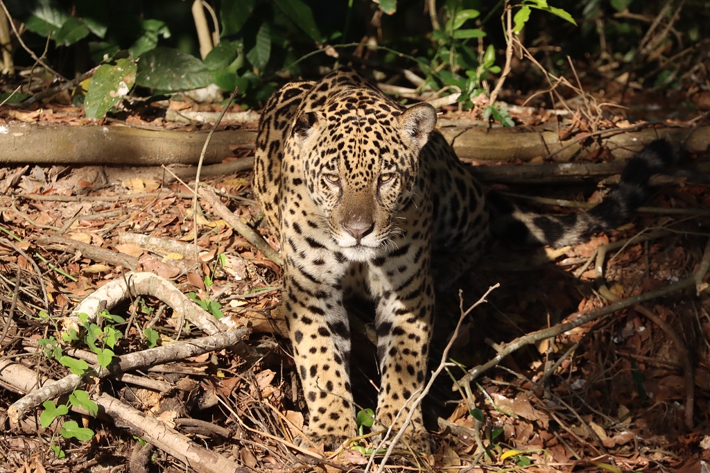 Jaguar im Nord-Pantanal