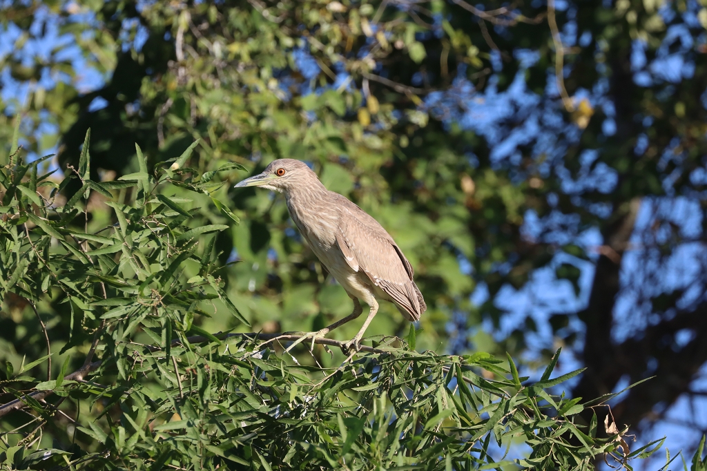 juveniler Nachtreiher (Black-crowned night heron, Nycticorax nycticorax)