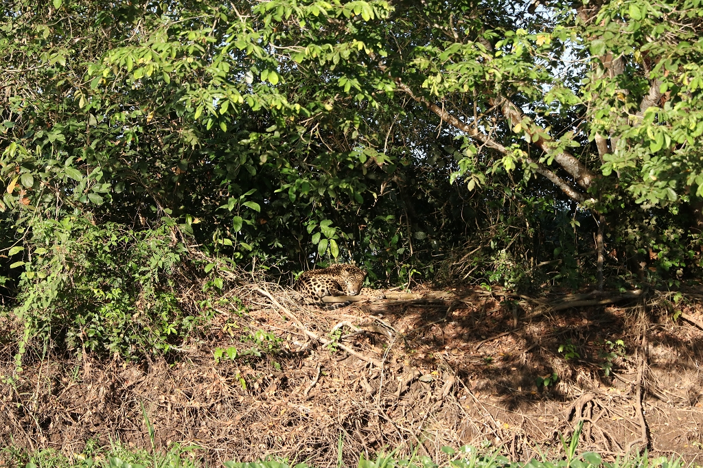 Jaguar im Nord-Pantanal