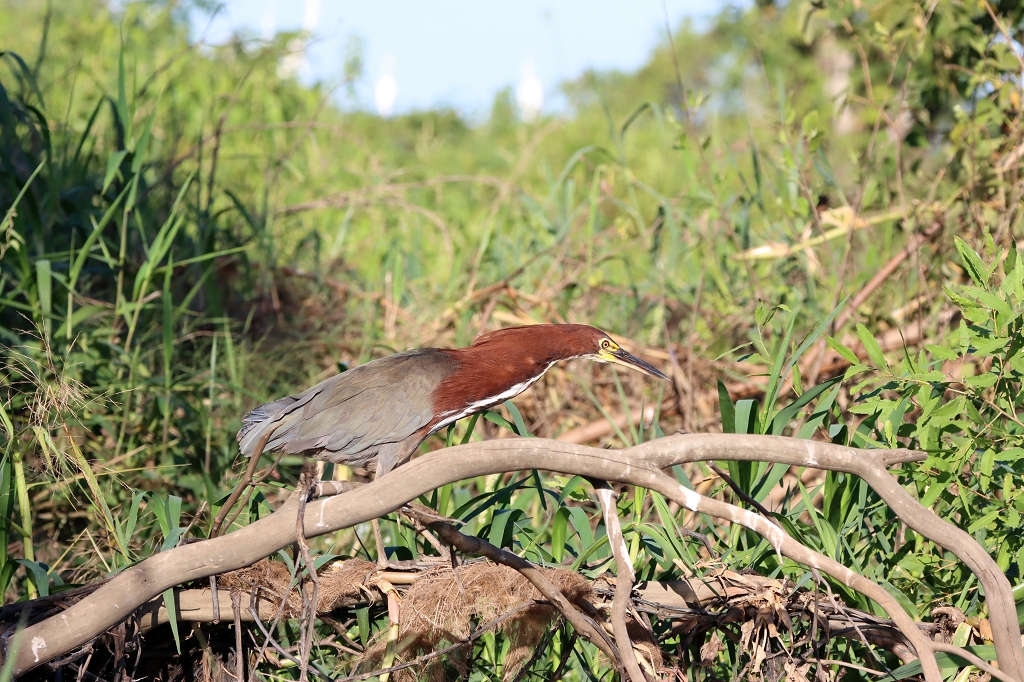Marmorreiher (Rufescent tiger heron, Tigrisoma lineatum)