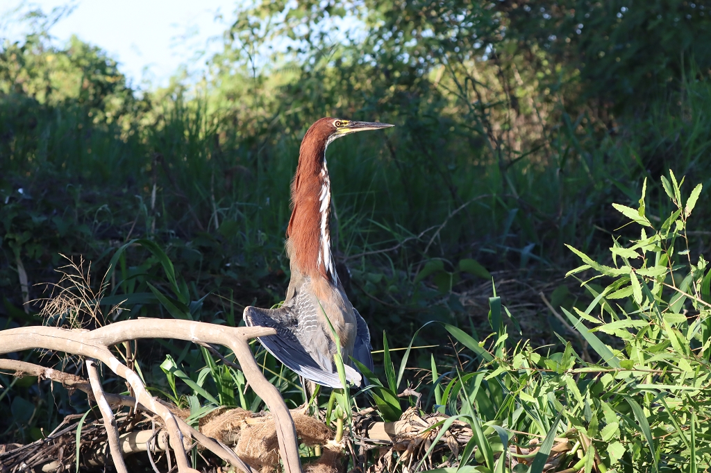 Marmorreiher (Rufescent tiger heron, Tigrisoma lineatum)
