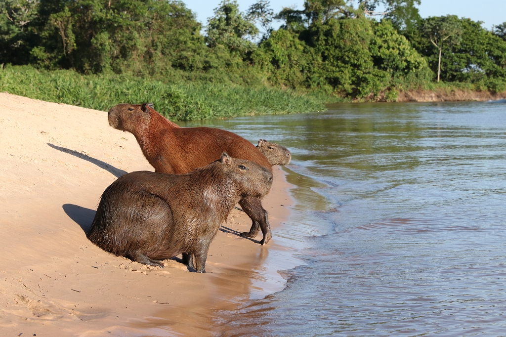 Capybara-Familie