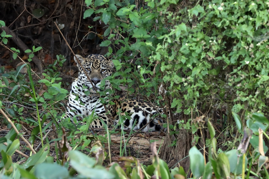 Und weil es so schön ist: Nochmal ein Jaguar