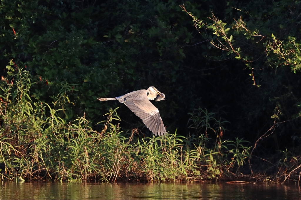Cocoireiher (Cocoi heron, Ardea cocoi) mit Abendsnack