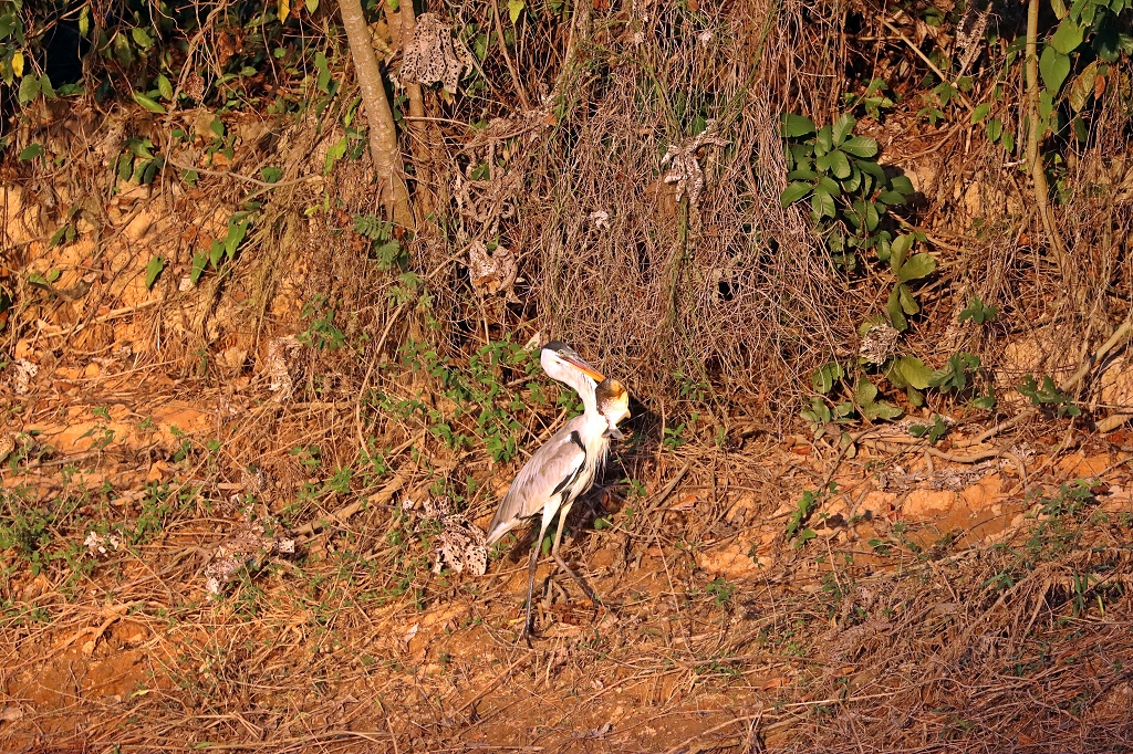 Cocoireiher (Cocoi heron, Ardea cocoi) mit Abendsnack