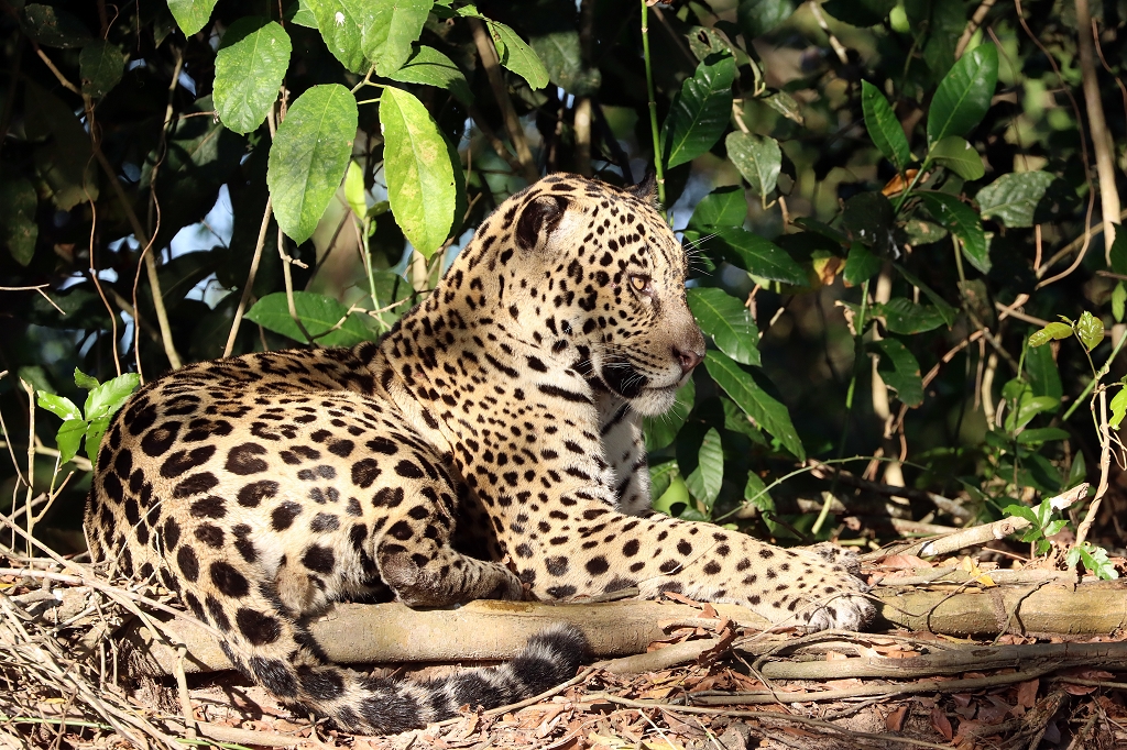 Jaguar im Nord-Pantanal