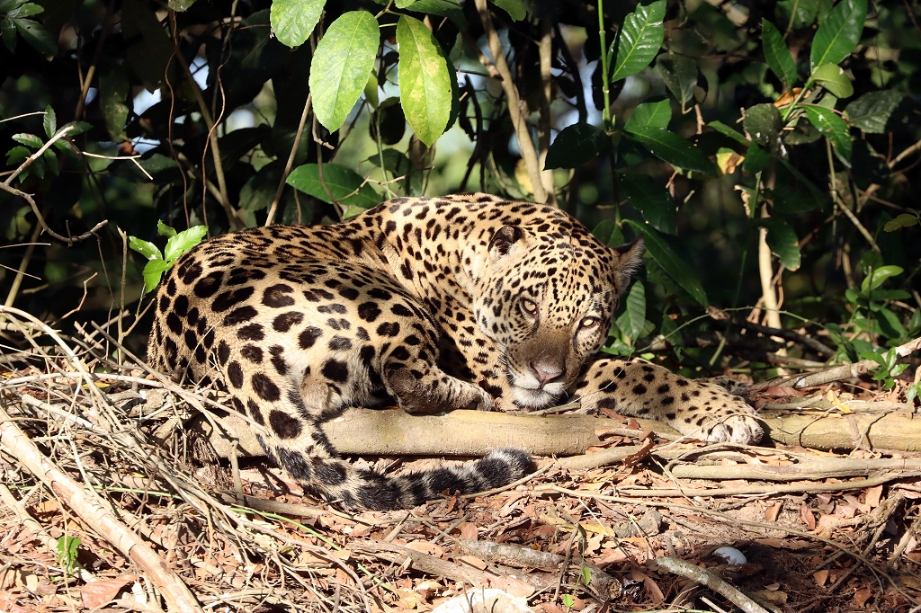 Jaguar im Nord-Pantanal