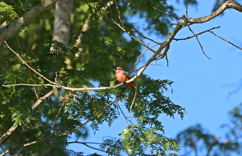 Rubintyrann (Vermilion flycatcher, Pyrocephalus rubinus)